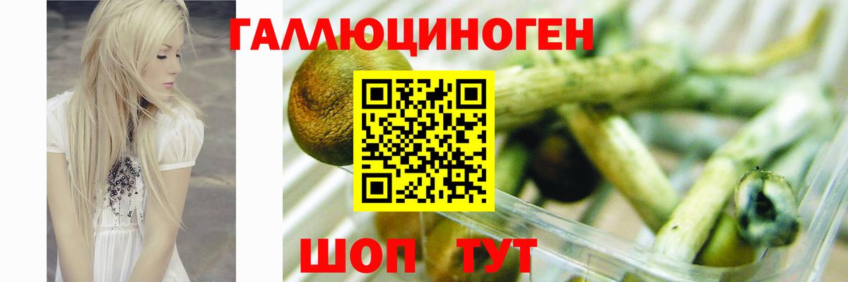 Галлюциногенные грибы Psilocybe Кропоткин